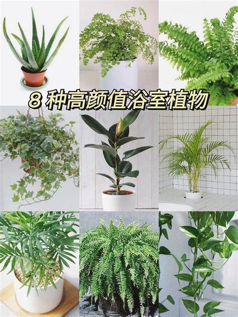 耐蔭植物|15種耐陰植物，你會選哪種？